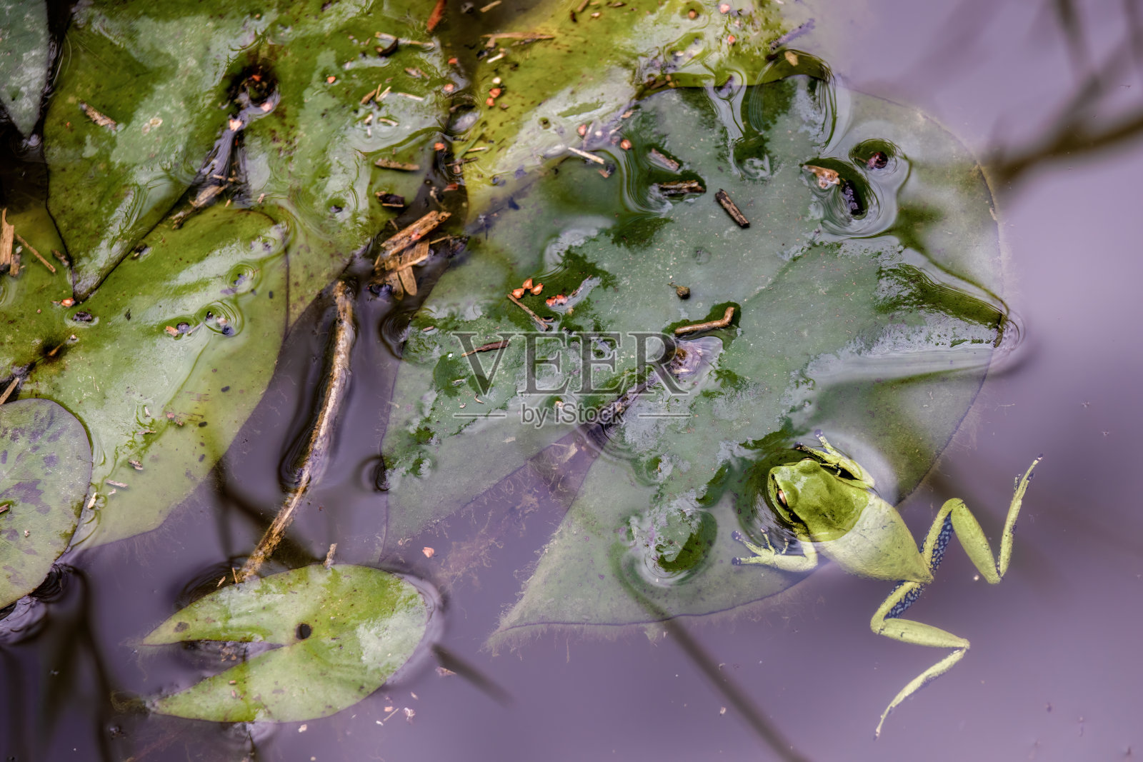 池塘睡莲叶上奇特绿点树蛙照片摄影图片