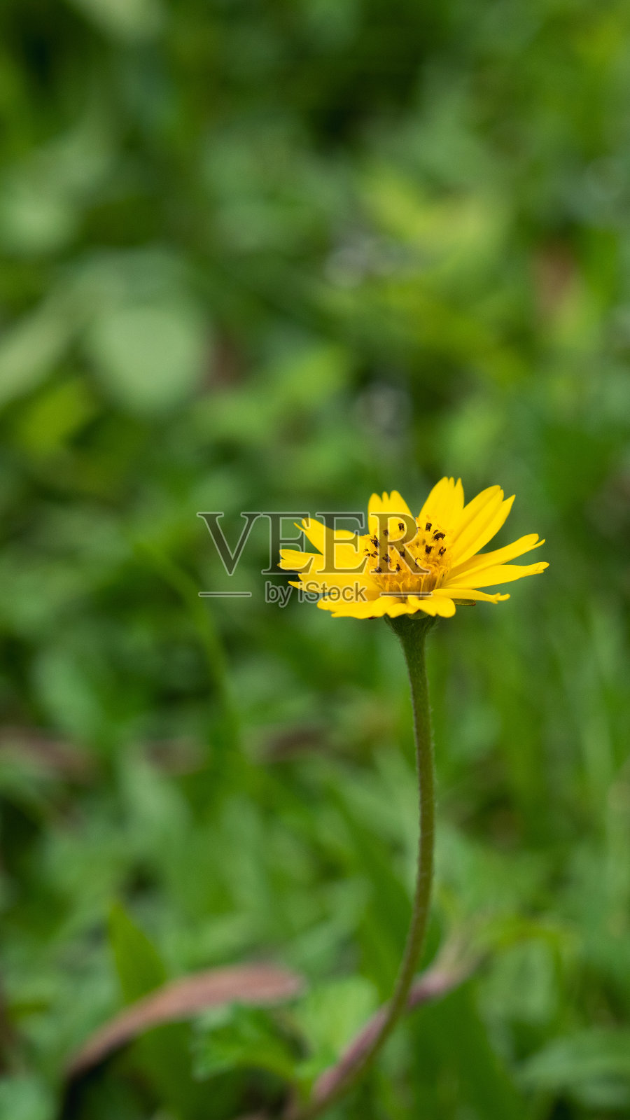 黄色草地或雏菊与深绿色背景与复制空间,概念的黄色花卉或植物,花束,盛开的园艺季节,植物壁纸,漂亮可爱,浪漫。照片摄影图片