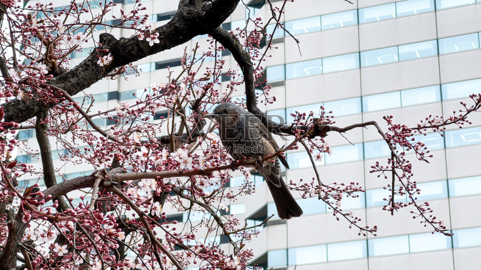 东京的美景照片摄影图片