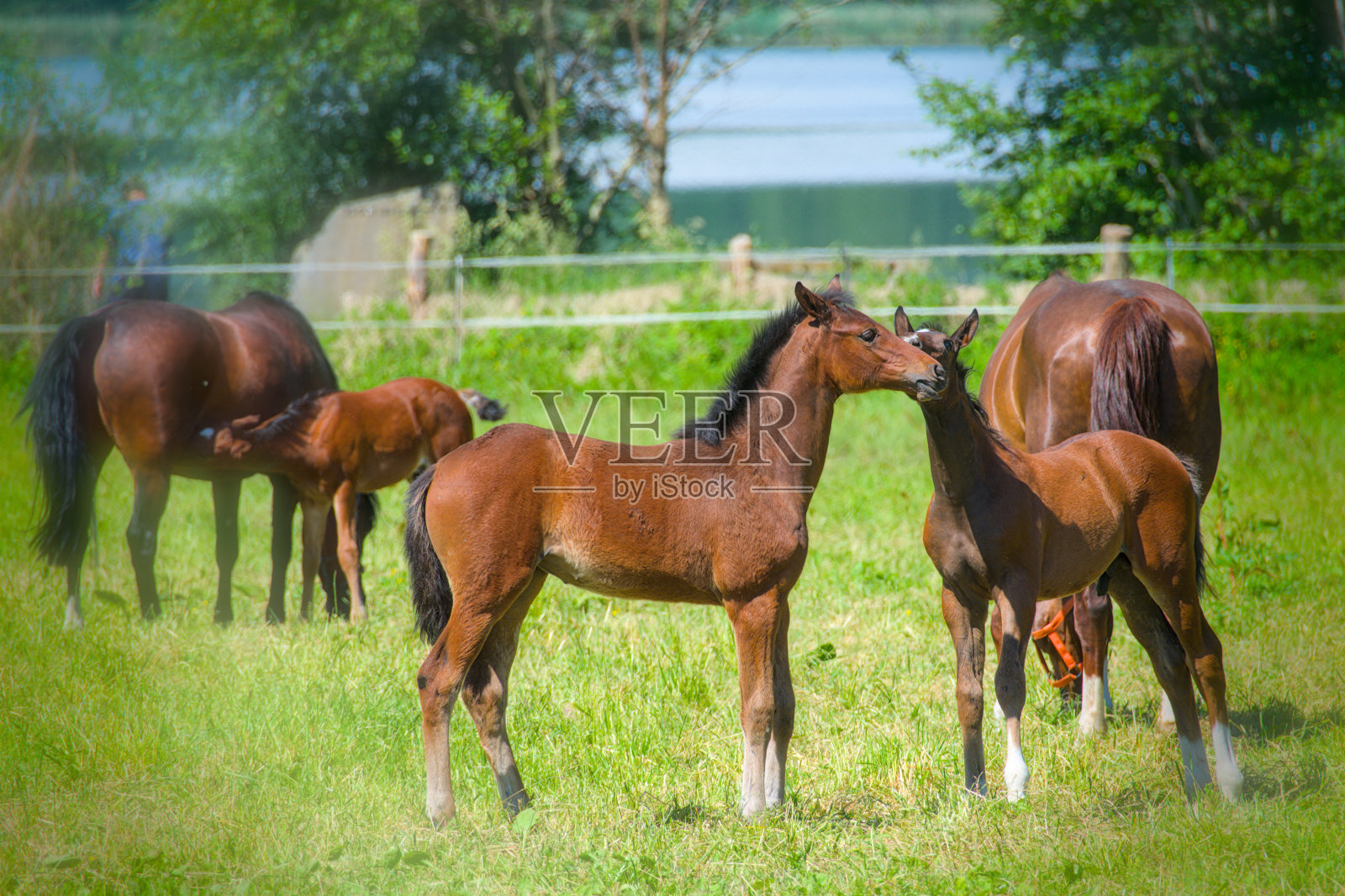 一些漂亮的栗色小马驹正在草地上玩耍和奔跑照片摄影图片