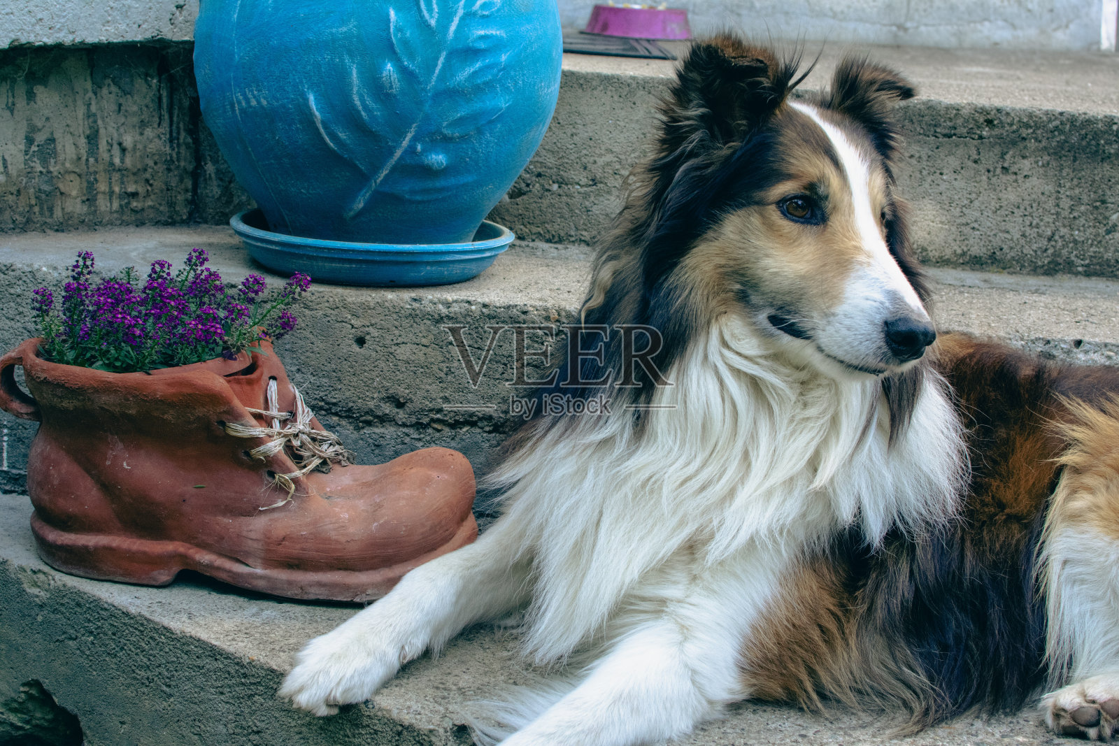 最漂亮的柯利犬照片摄影图片