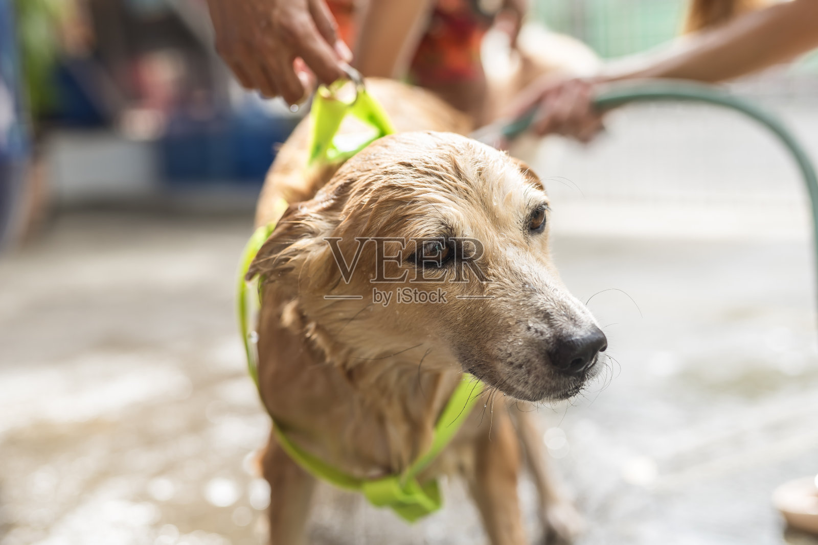 一只湿漉漉的金色狗狗在外面被她的主人和父母用软管洗澡,展示了宠物护理和亲密时刻。照片摄影图片