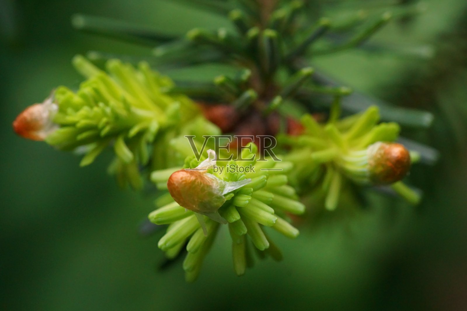 自然的复兴;冷杉芽微距照片照片摄影图片