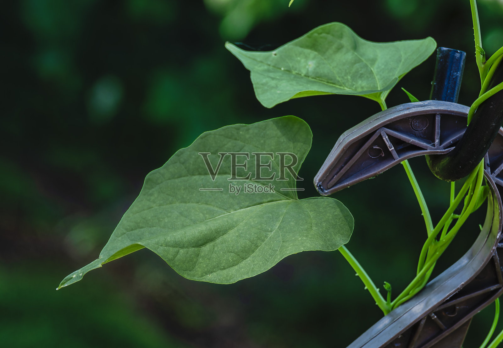 绿叶在阳光下闪闪发光照片摄影图片