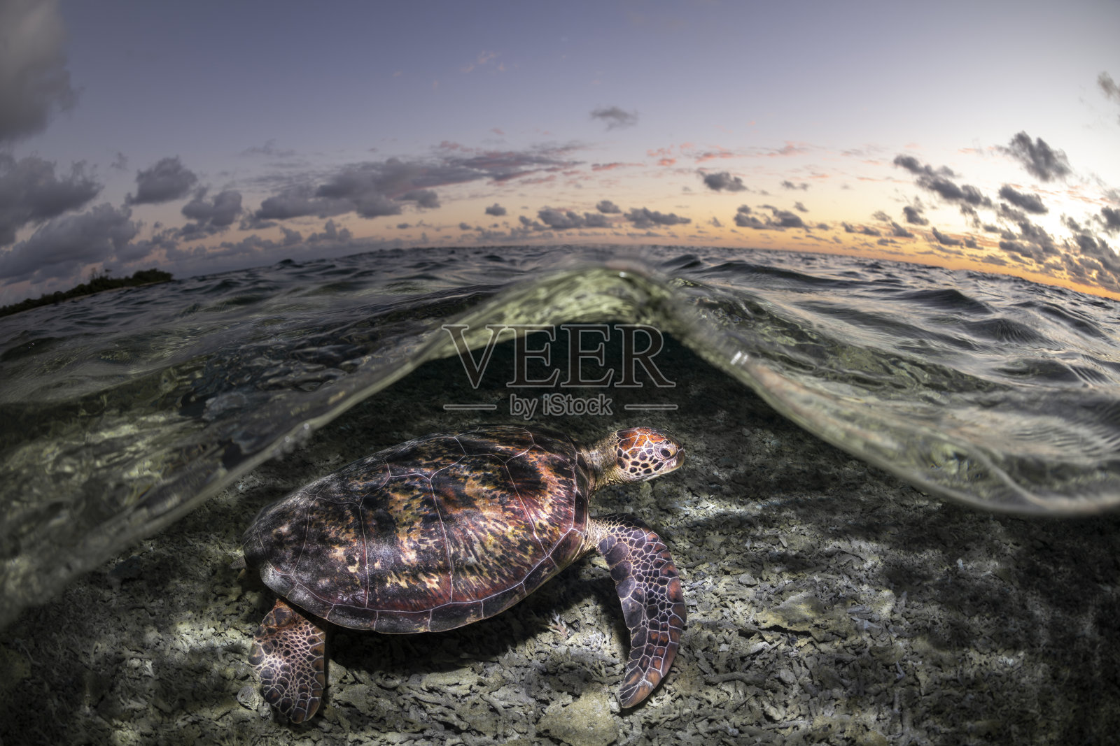 海洋中的绿海龟照片摄影图片