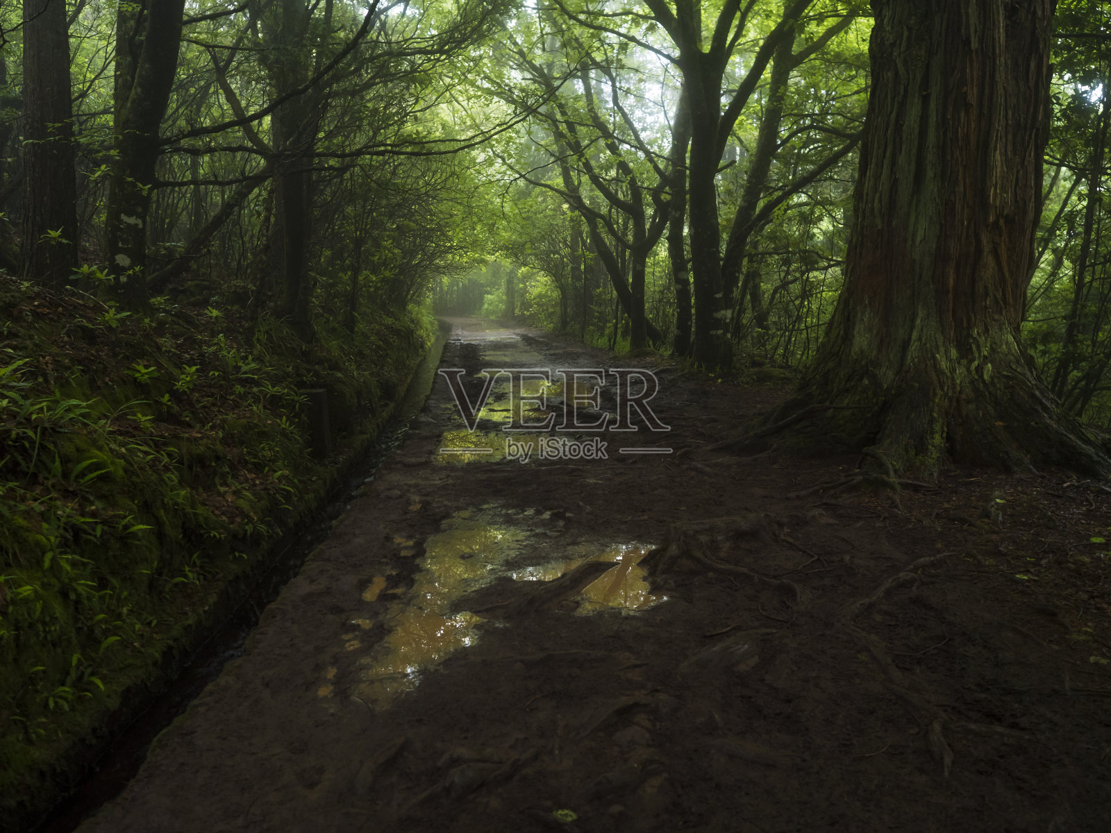 泥泞的小径与树根和水坑沿勒瓦达在潮湿朦胧的热带桂冠森林。勒瓦达卡尔代劳佛得角徒步小径,马德拉,葡萄牙。神秘的情绪,童话般的氛围,拷贝空间照片摄影图片