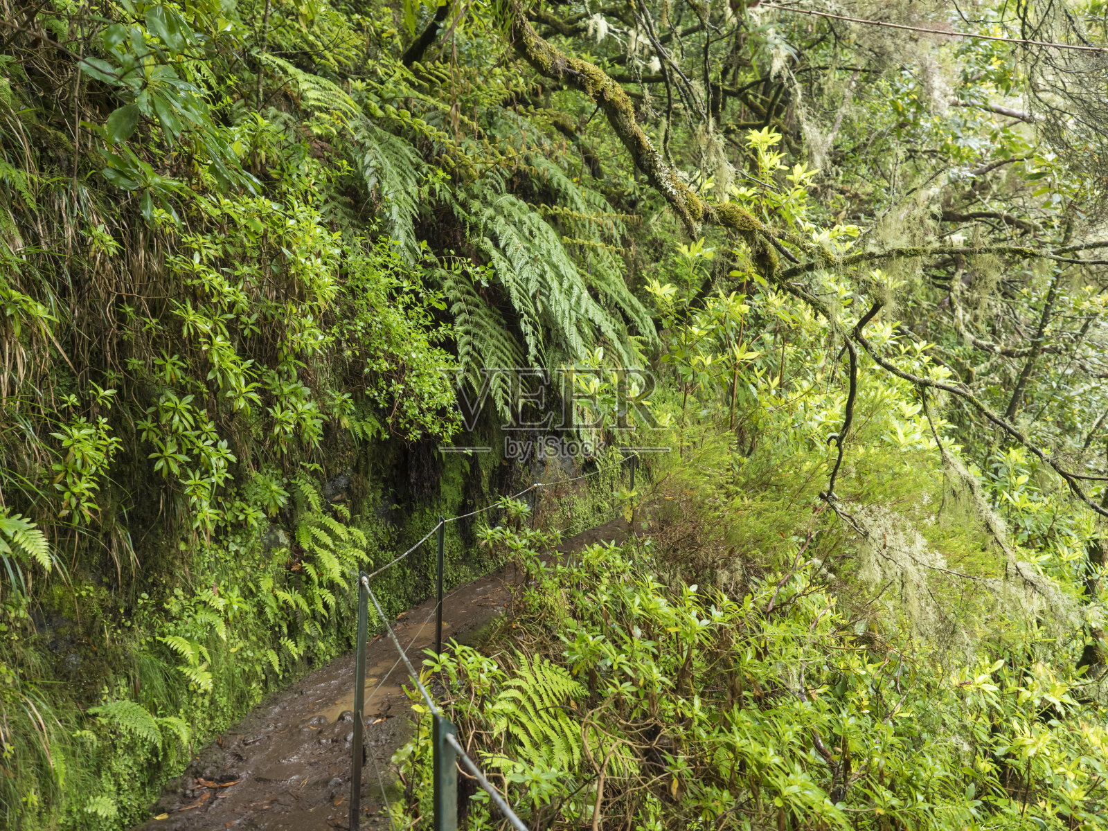 沿着勒瓦达的狭窄步道,灌溉水道与茂密的热带森林植物和植被。勒瓦达卡尔代拉奥Verde和卡尔代拉奥地狱徒步小径,马德拉岛,葡萄牙照片摄影图片