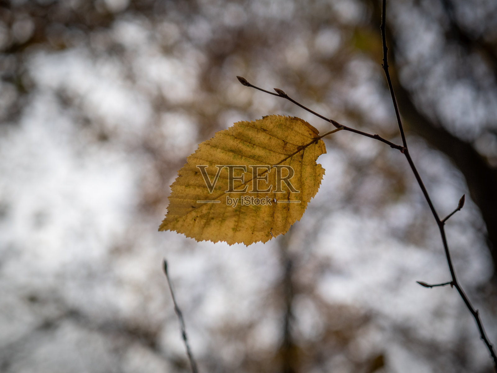 森林里的秋叶照片摄影图片