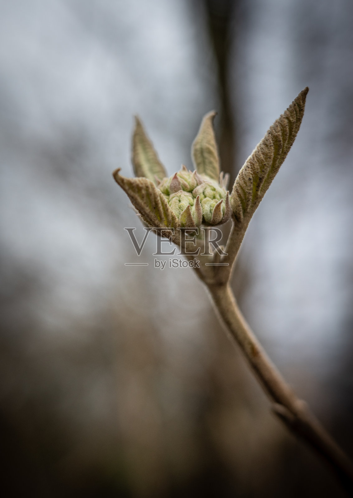 森林里绿色的春叶照片摄影图片