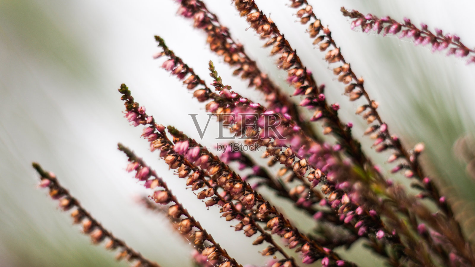 bruyires和fougires野蛮人照片摄影图片