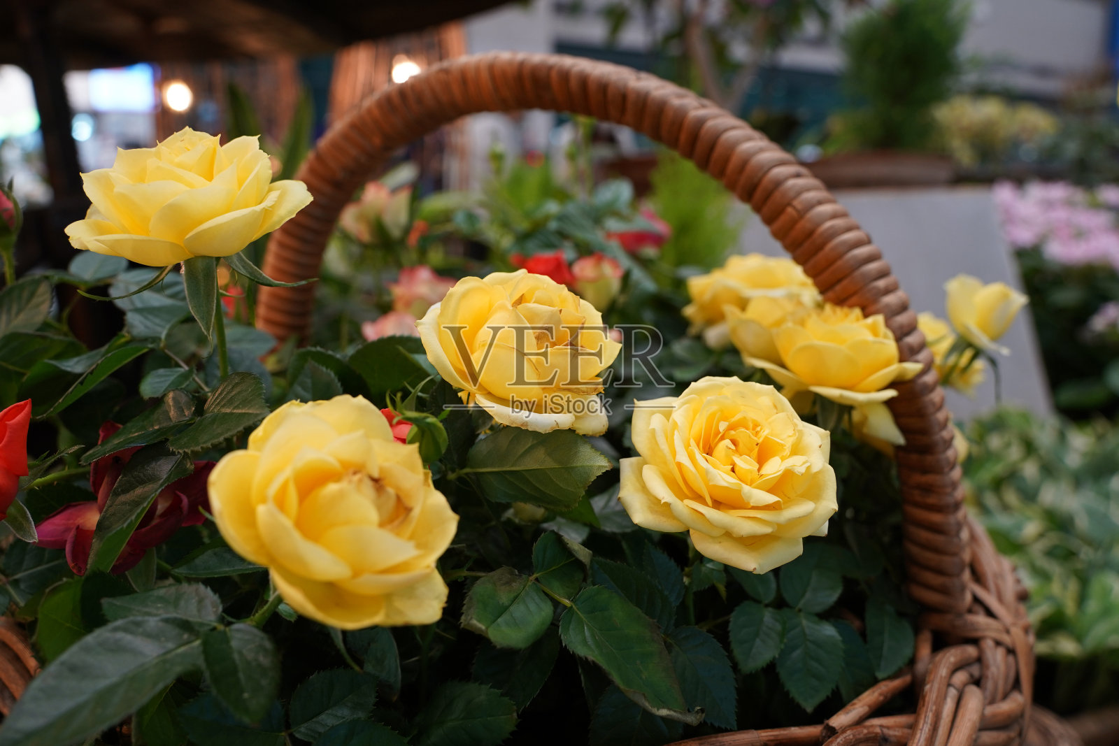 黄玫瑰插在花篮里照片摄影图片