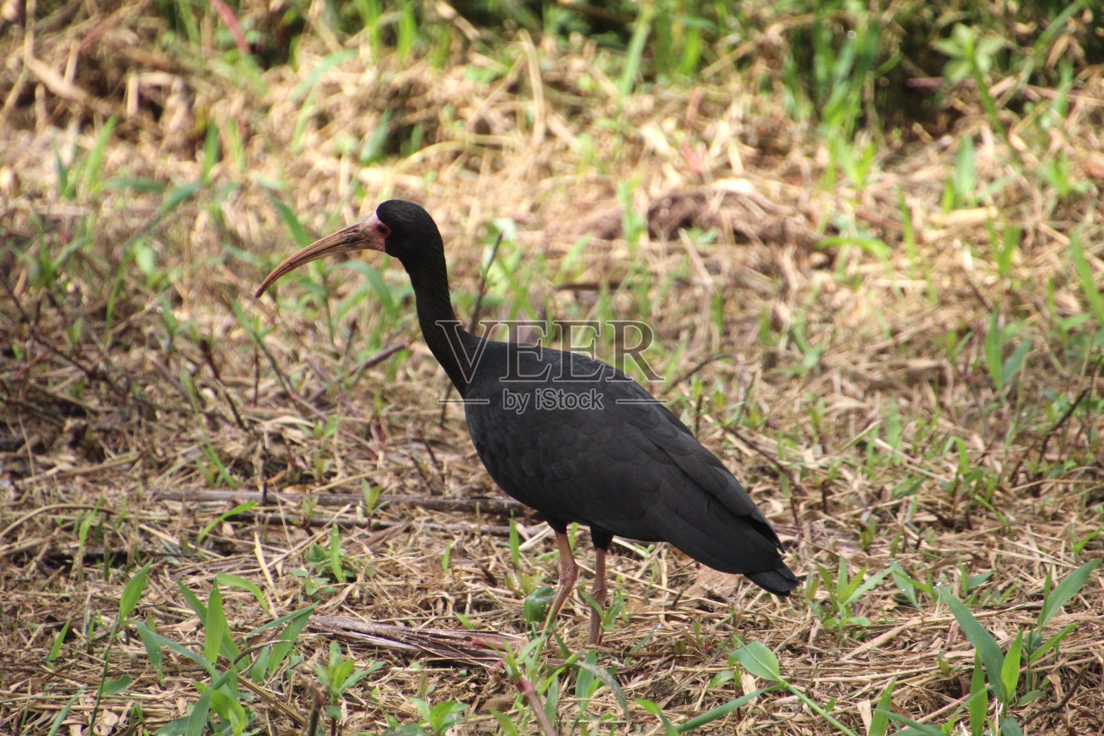 黑矶鹬鸟照片摄影图片