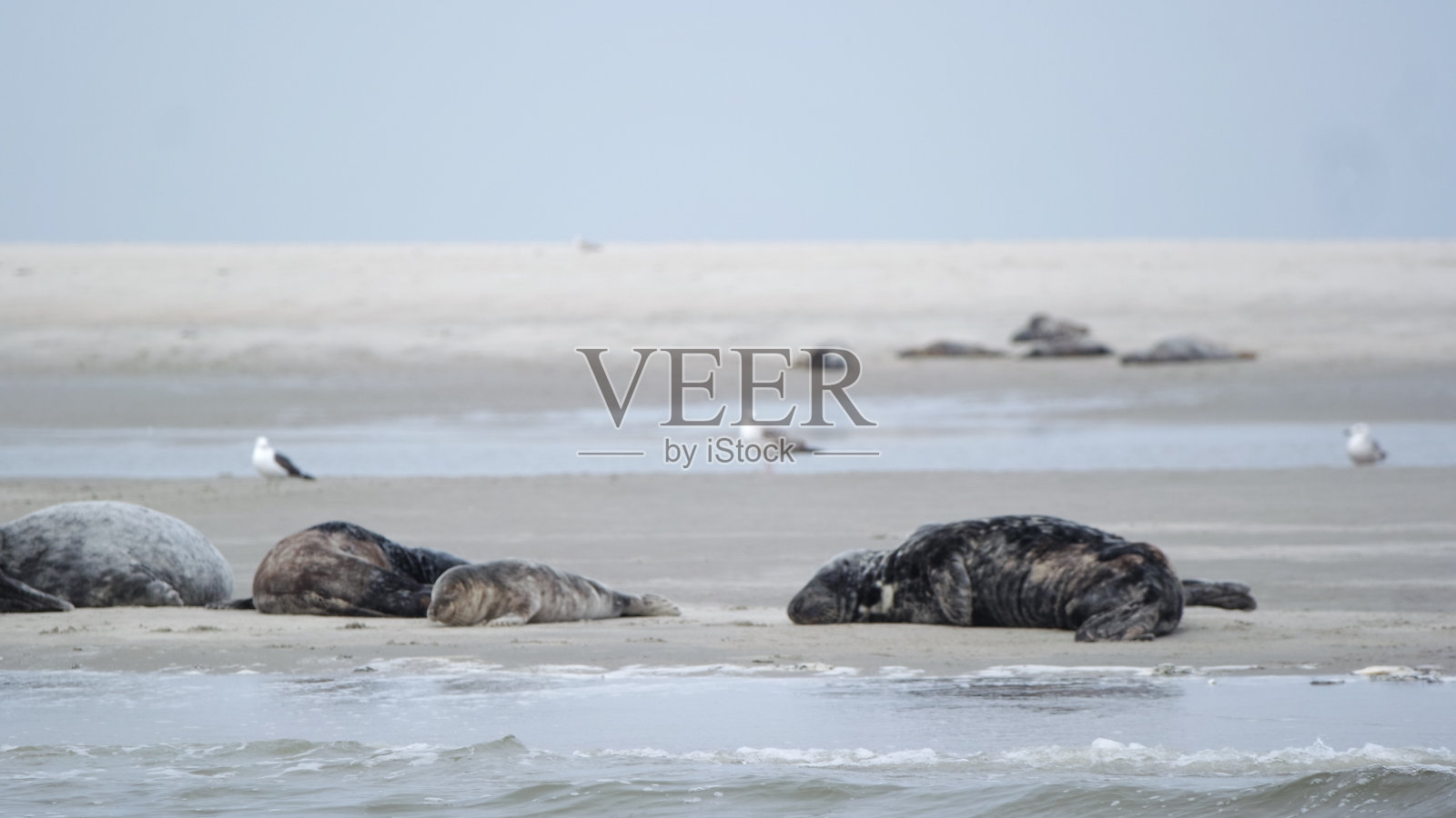 海豹躺在沙滩上照片摄影图片