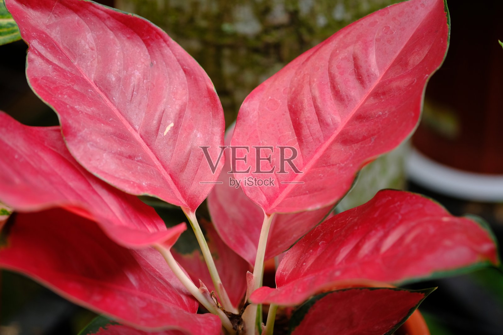 aglaonema suksom jaipong是一种由泰国与亲本Aglonema Cochin chinense杂交或杂交而成的植物。照片摄影图片