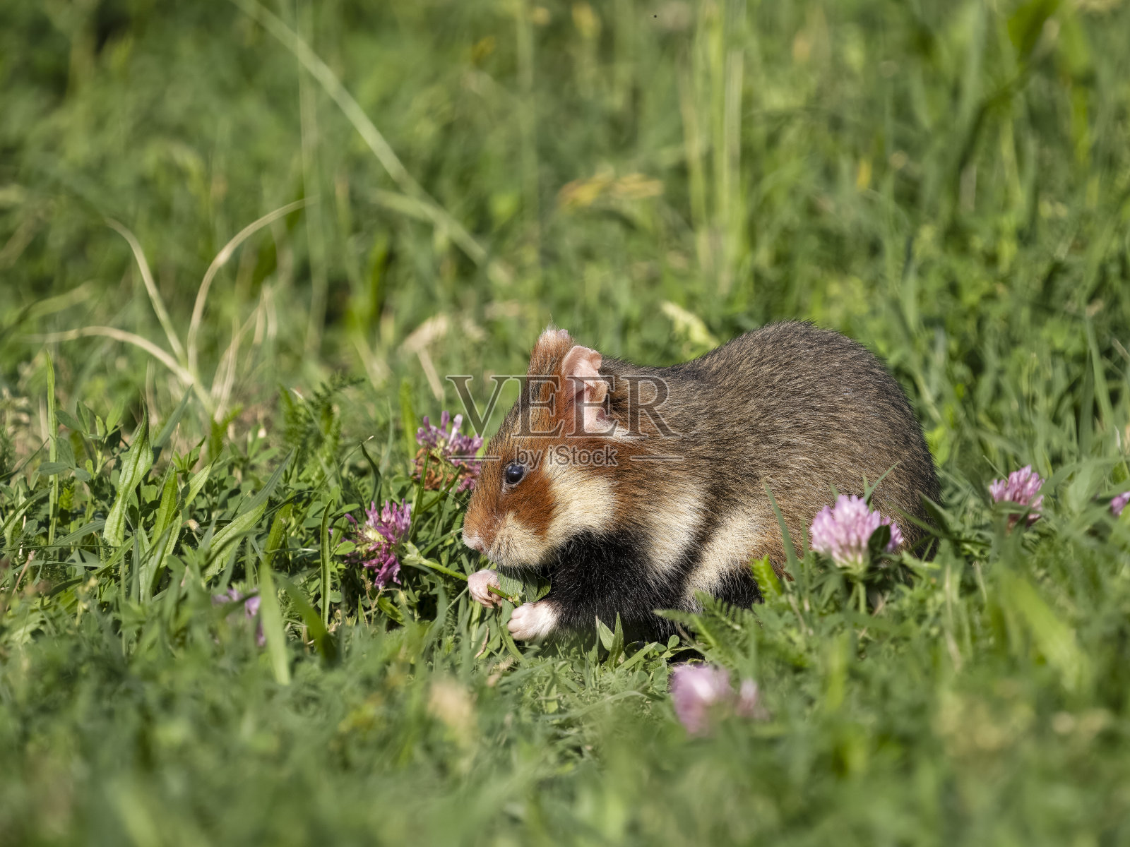 欧洲仓鼠,仓鼠照片摄影图片