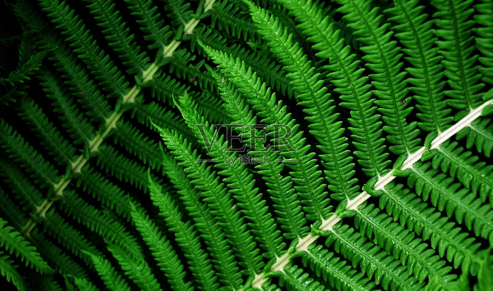 蕨叶的碎片靠近照片摄影图片