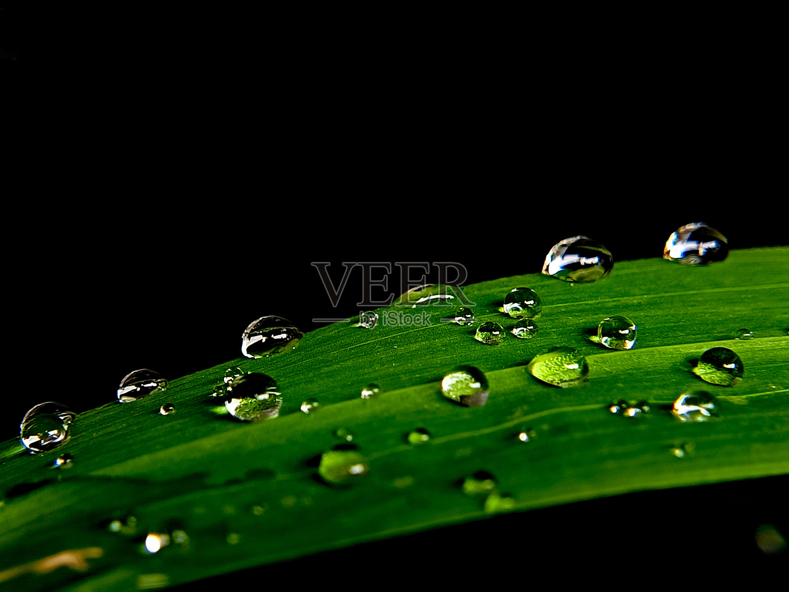 绿叶上美丽的露珠,黑色背景,微距镜头。照片摄影图片