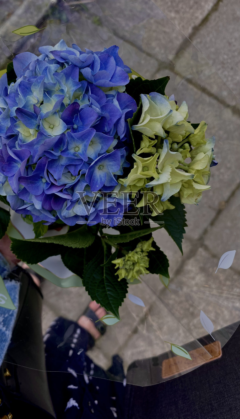 蓝色美丽绣球花绿叶裙照片摄影图片