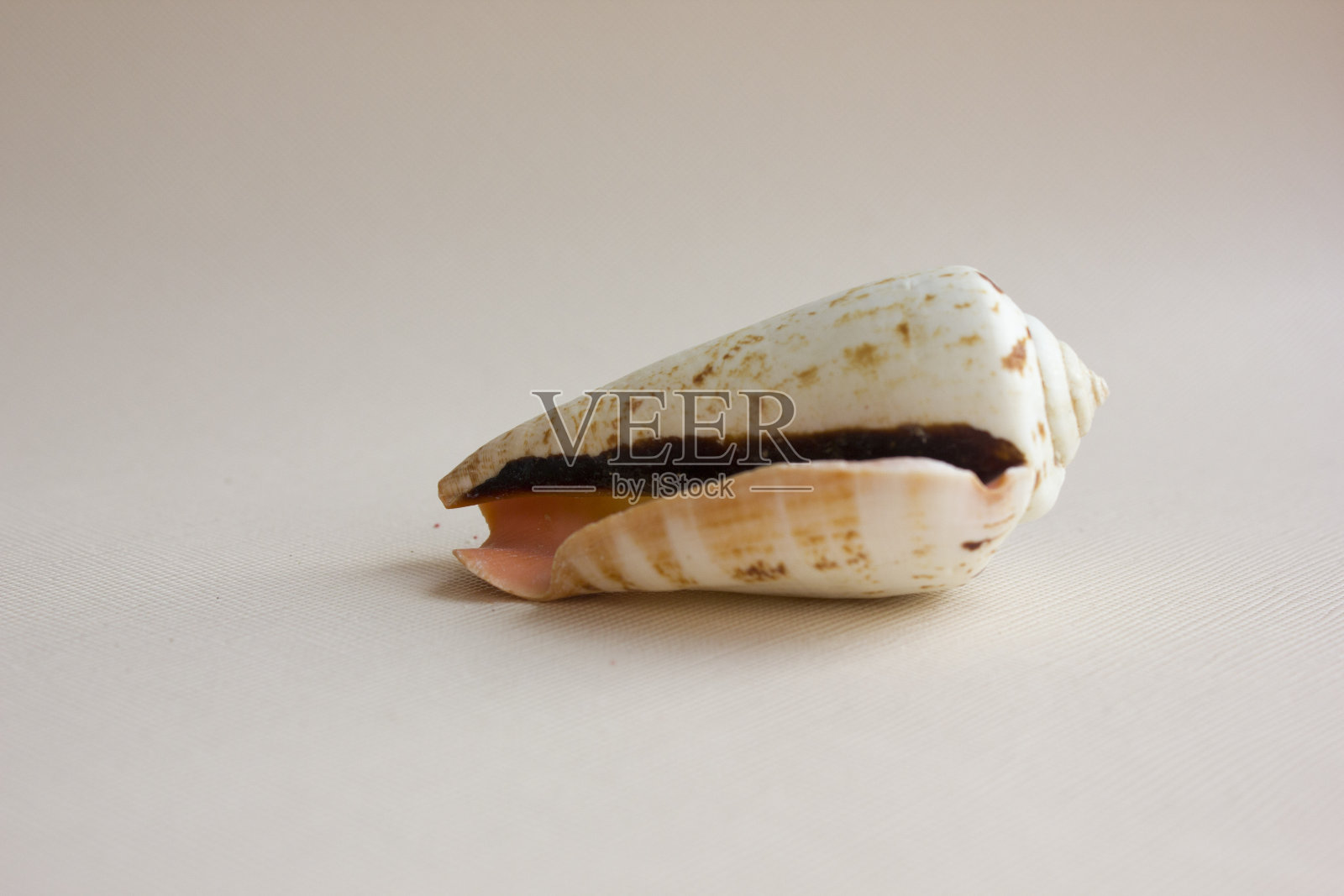 在白色背景上突出显示的一组贝壳。海洋主题。假期和休息。冒险和放松。副本的空间。前视图。平躺照片摄影图片