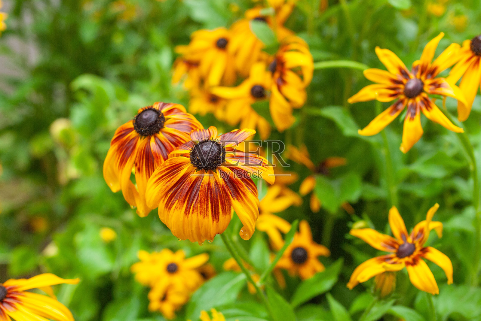 黄雏菊属hirta照片摄影图片