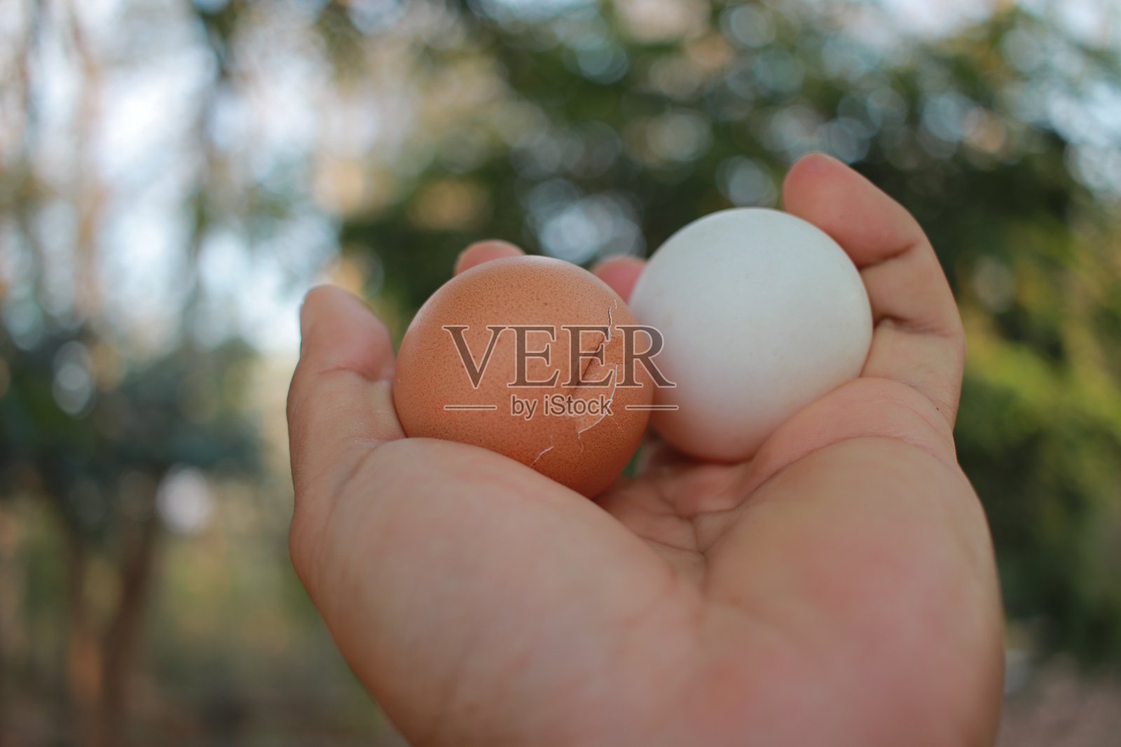 白鸡蛋和棕鸡蛋照片摄影图片