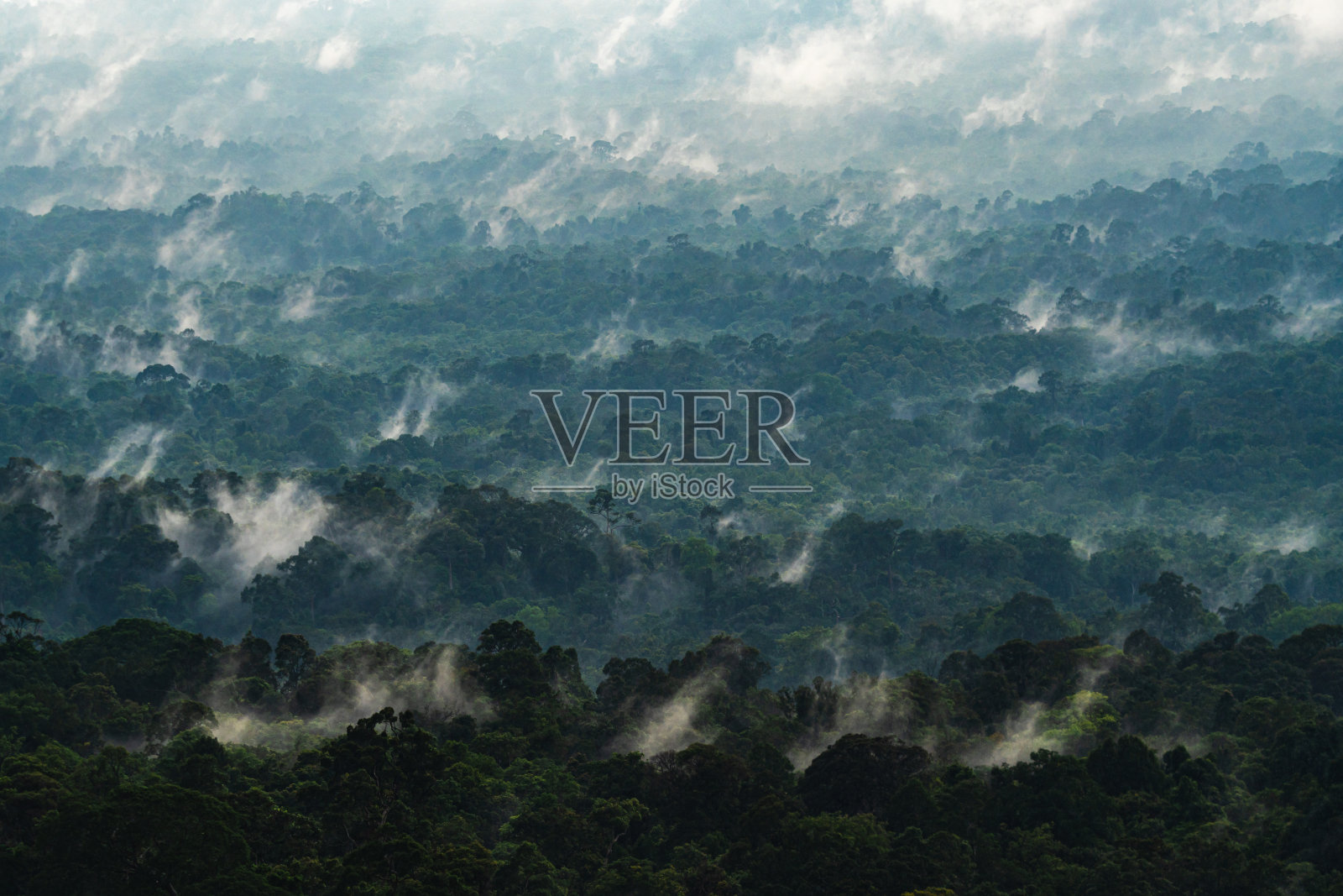 雾蒙蒙的森林,树木被厚厚的一层雾覆盖着照片摄影图片