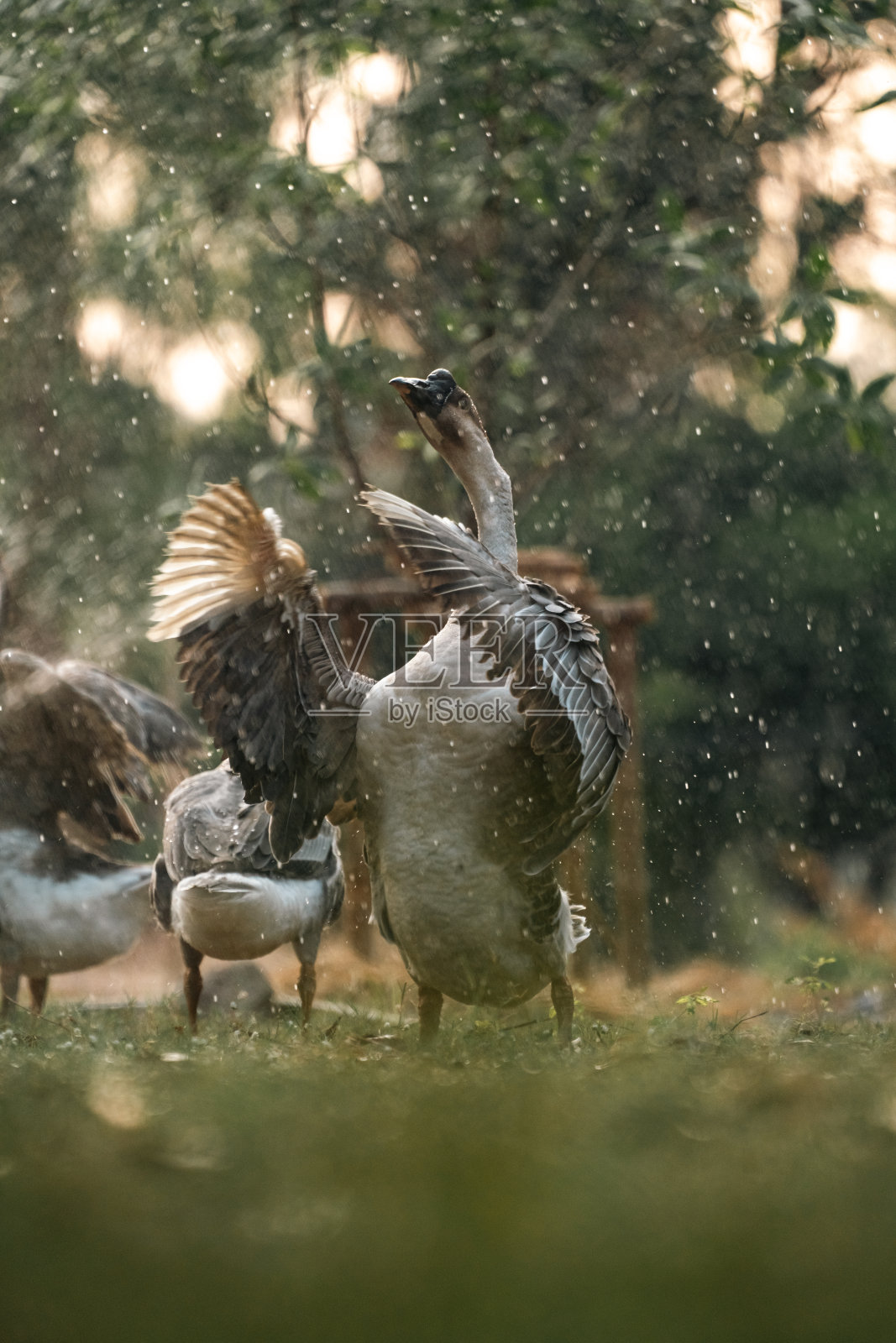 一群白鸭或鹅在乡村农场公园自由漫游,近距离观察家养和野生鸟类,有羽毛的翅膀,喙和自然栖息地的水鸟照片摄影图片