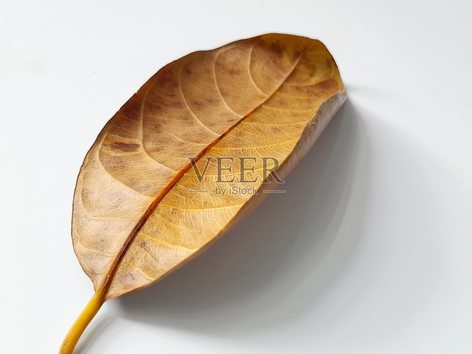 干树叶。照片摄影图片