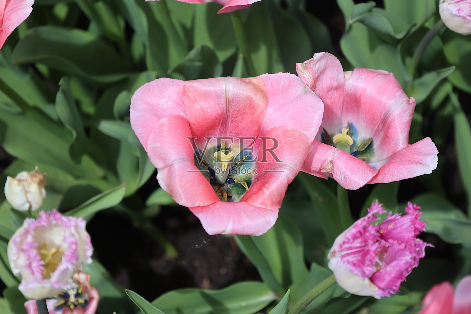 粉红色郁金香的色调照片摄影图片