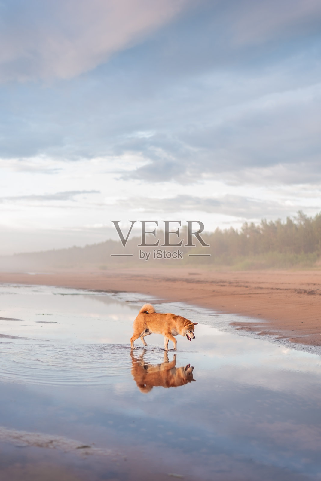 日落时分,一只红色的柴犬在波罗的海的海滩上散步照片摄影图片