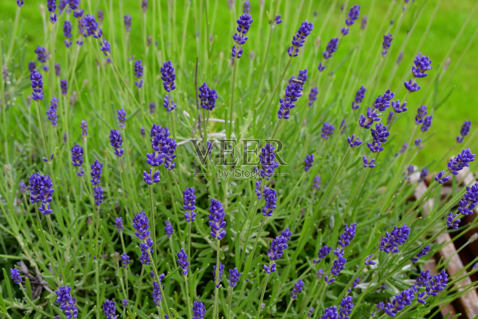 薰衣草照片摄影图片