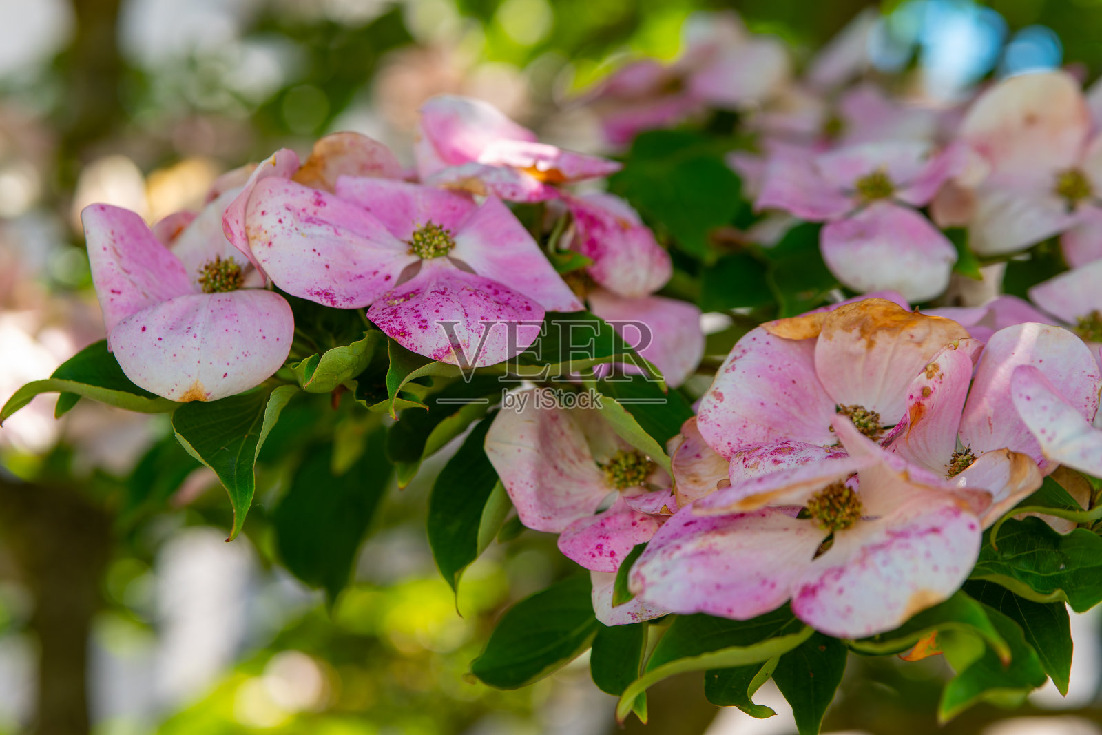 粉红色的花上面有棕色的斑点照片摄影图片