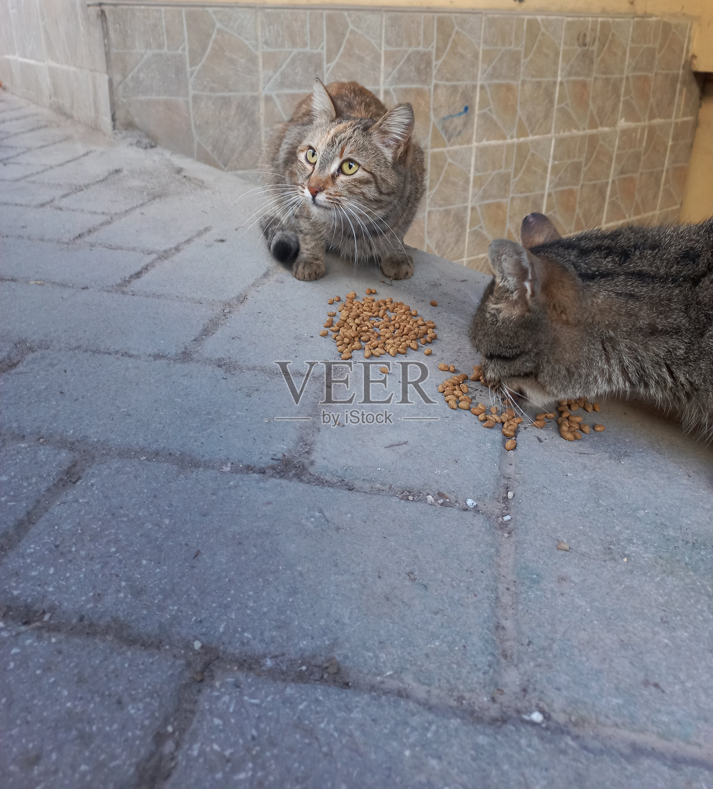 猫在吃东西照片摄影图片