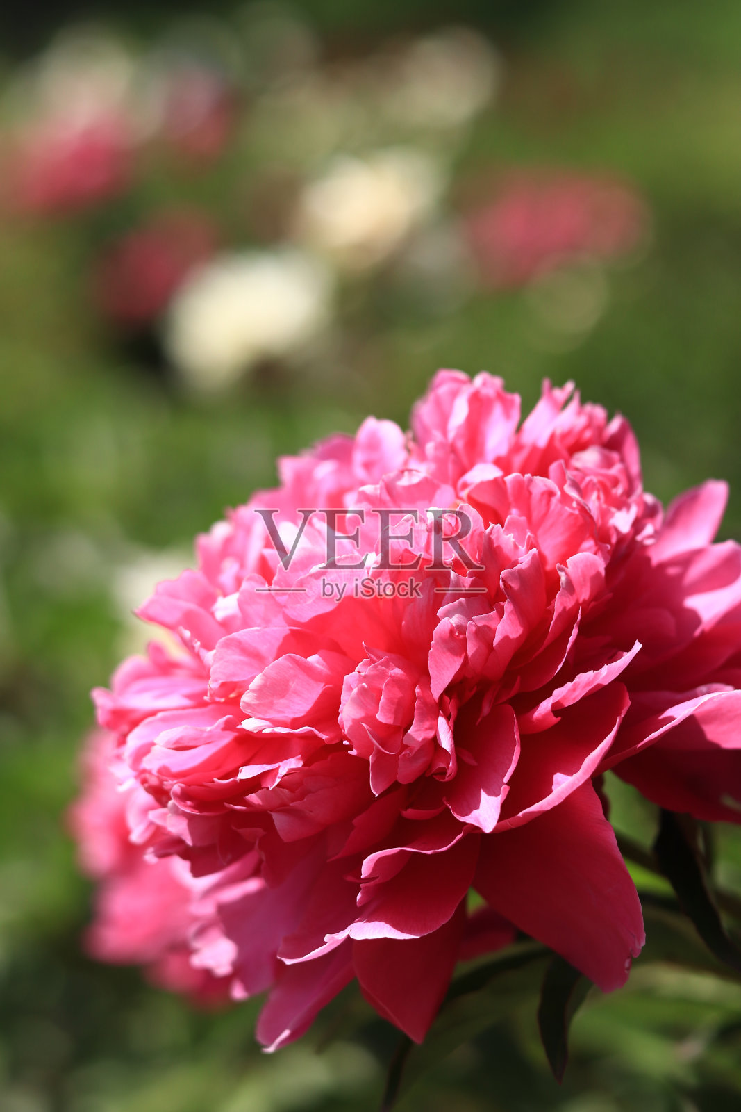 公园里粉红色的牡丹花照片摄影图片