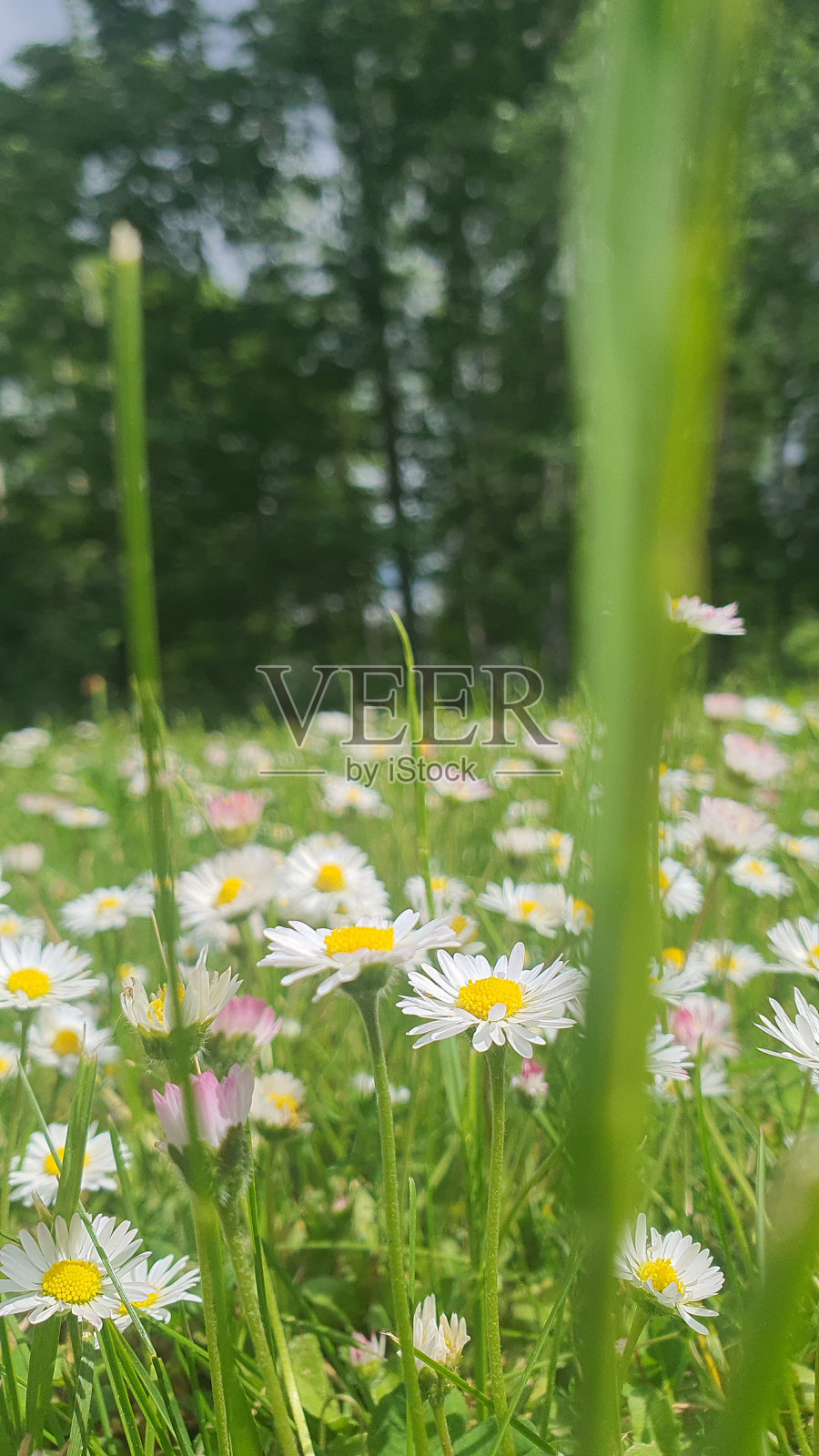 甘菊照片摄影图片