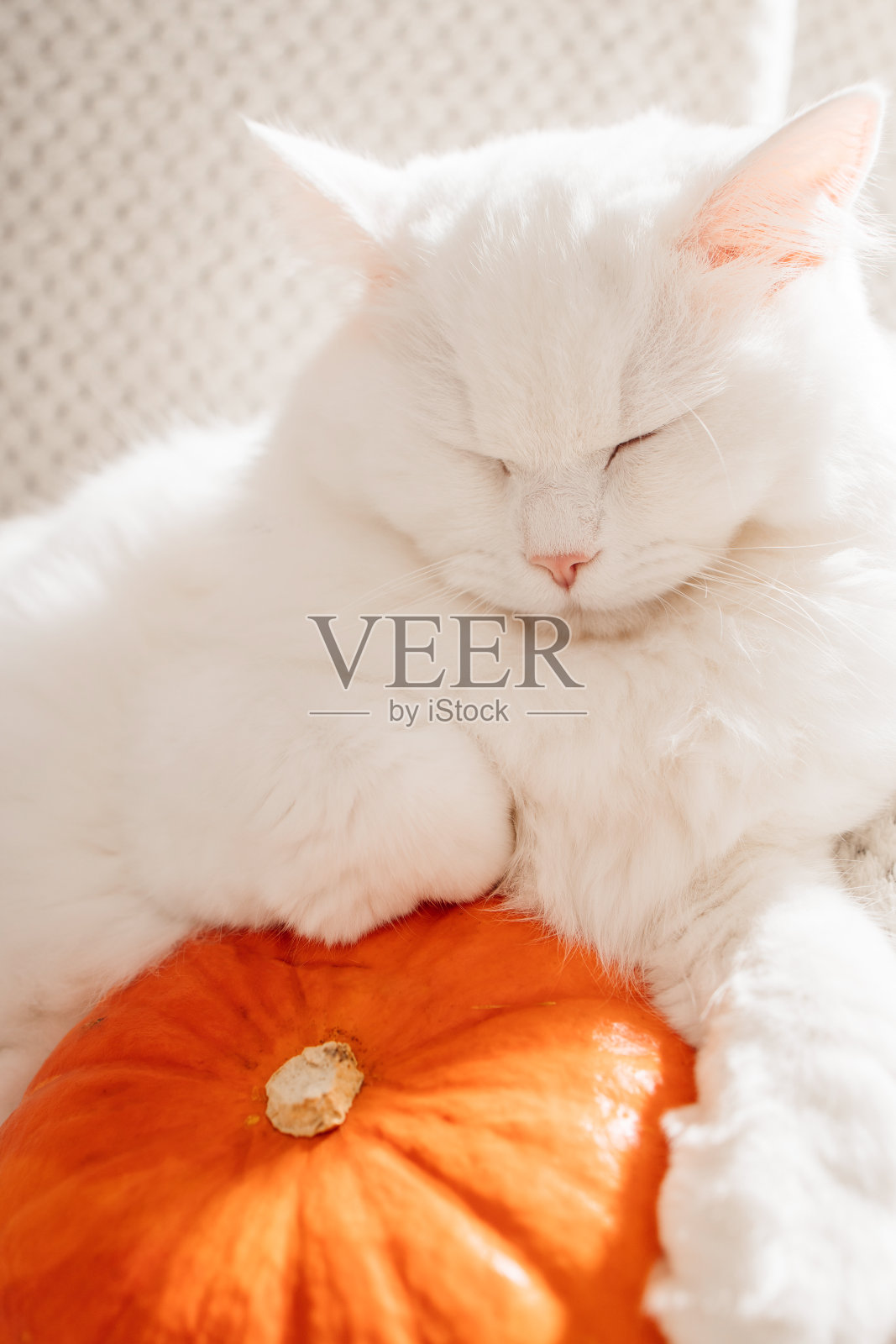 一只白色的毛茸茸的猫躺在南瓜上的特写。可爱的宠物。秋天的心情,秋天的气息。照片摄影图片