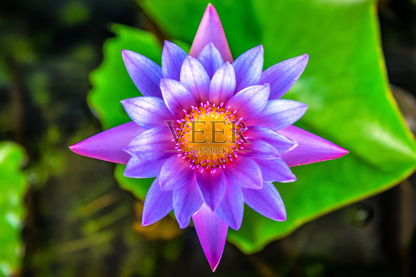 池塘里一朵美丽的睡莲或荷花照片摄影图片