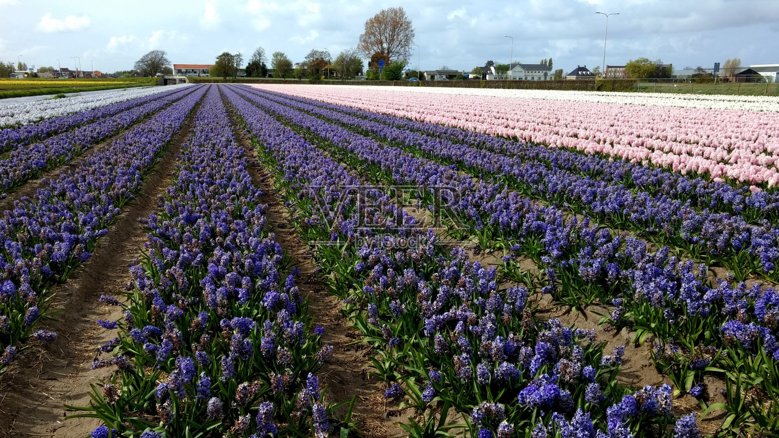 荷兰春天的乡村风景:田野里盛开的风信子花照片摄影图片