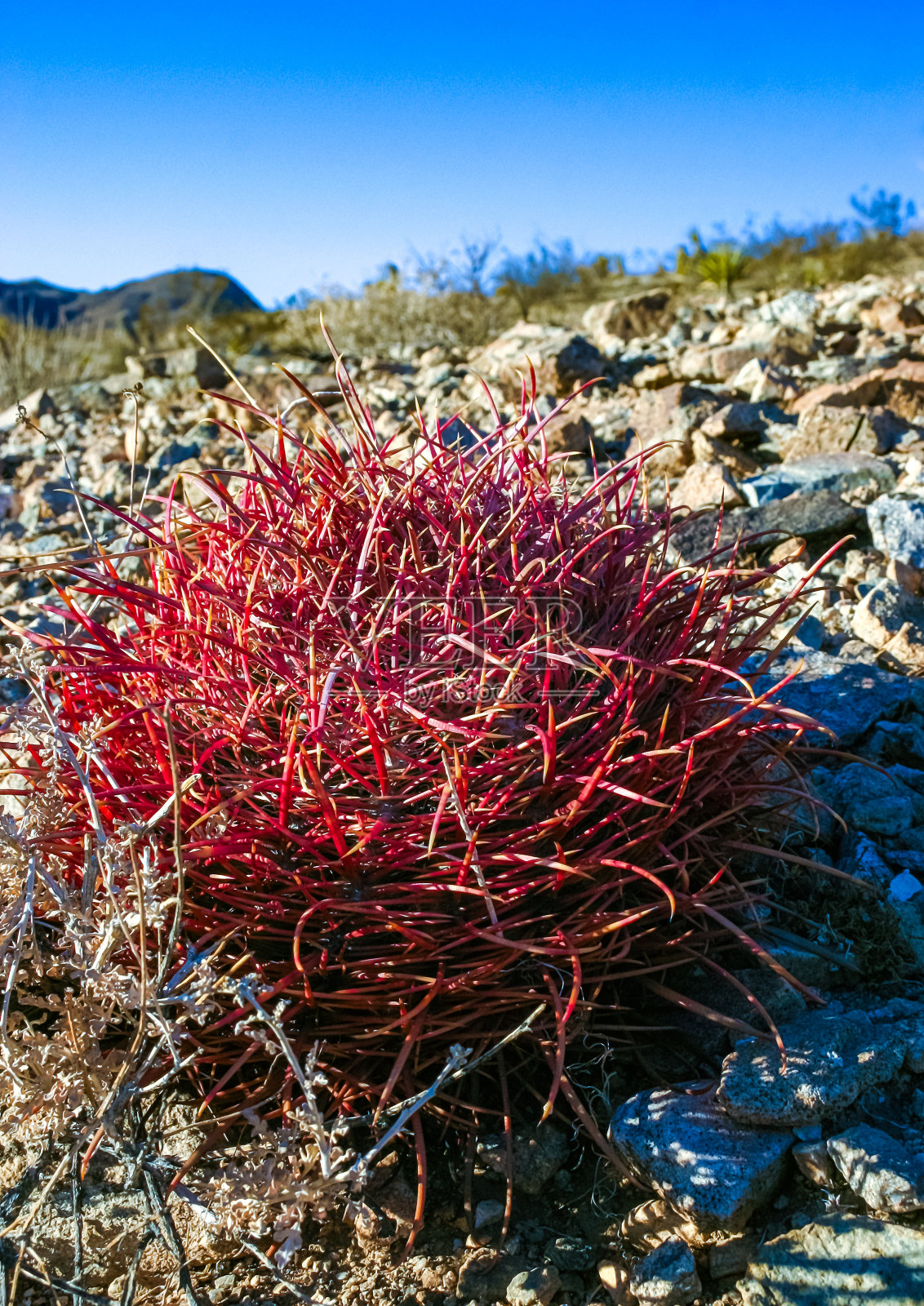 沙漠桶形仙人掌(Ferocactus aceus)——加州约书亚树国家公园沙漠景观中红色仙人掌的特写照片摄影图片