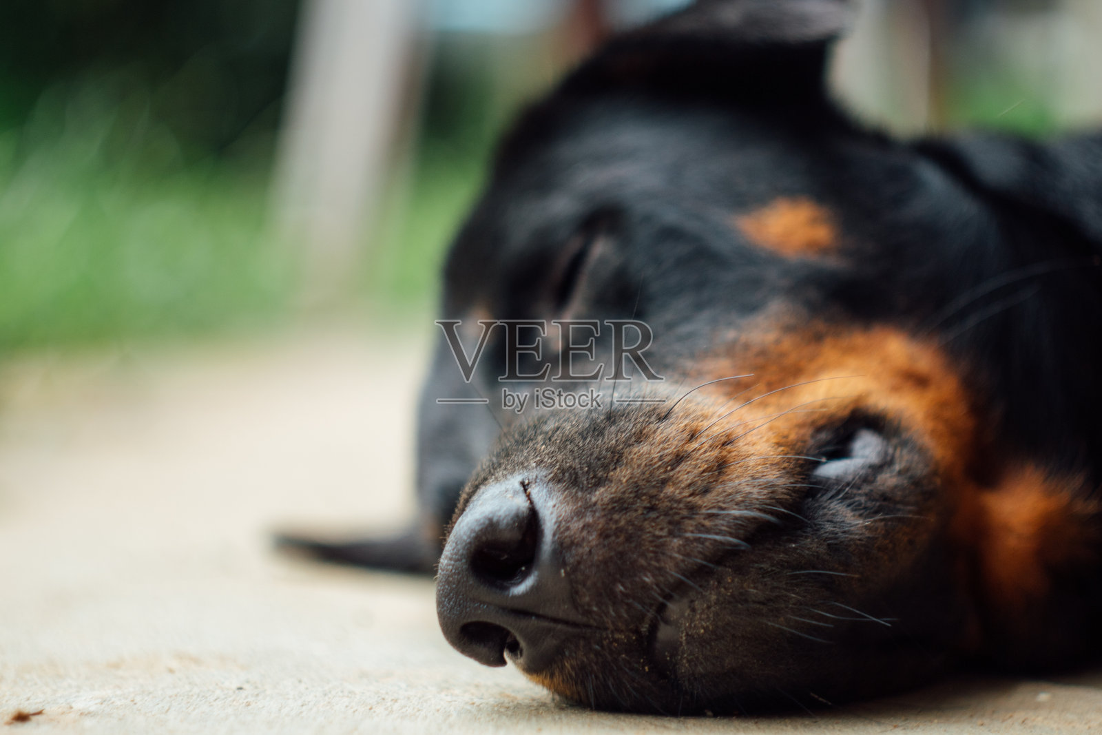泰国流浪狗照片摄影图片