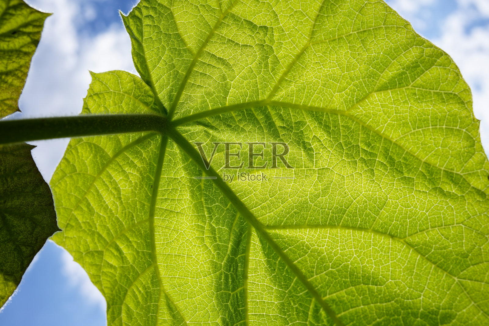 德国南部繁茂的夏季森林。照片摄影图片