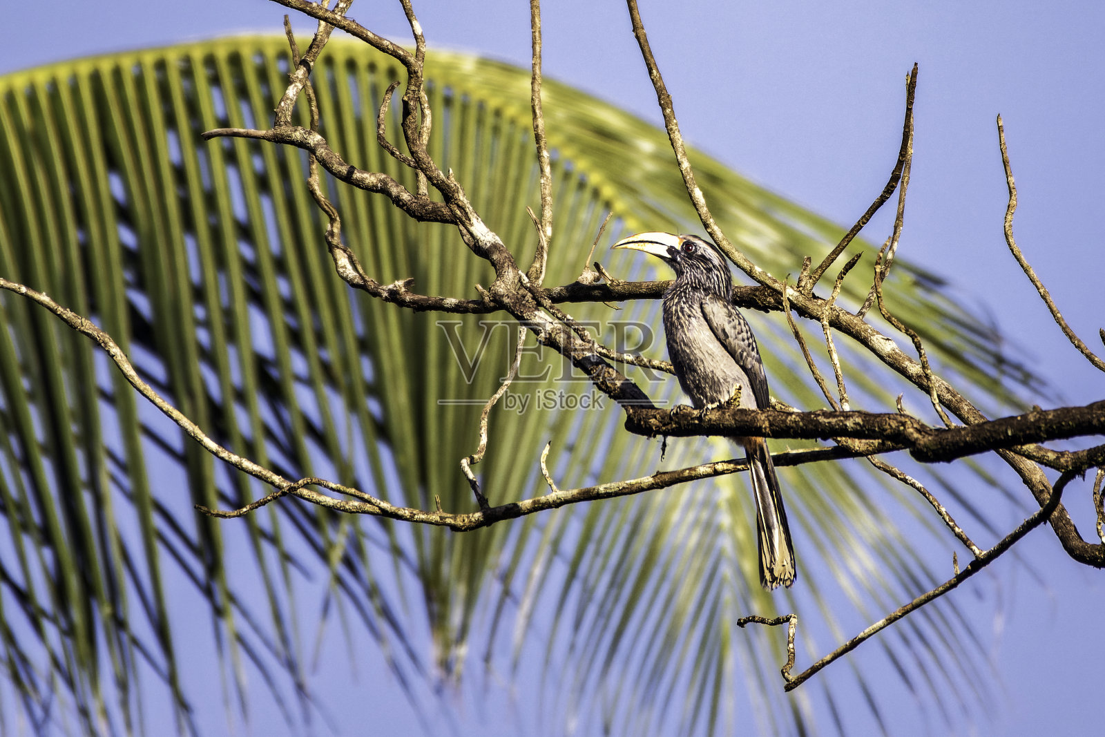 印度鸟类:印度喀拉拉邦的马拉巴尔灰犀鸟照片摄影图片