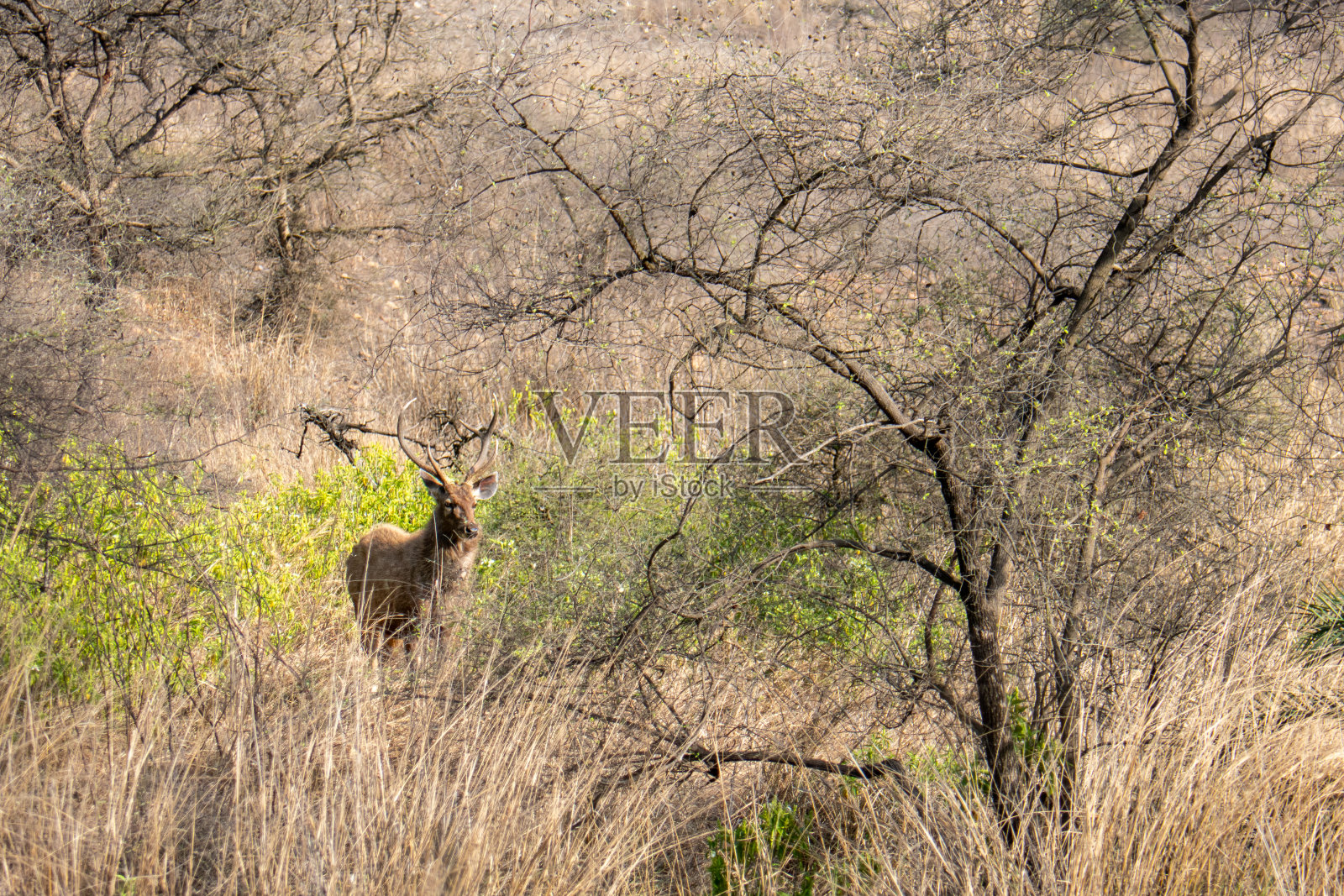 印度拉贾斯坦邦Sawai Madhopur的Ranthambore国家公园里的鹿照片摄影图片