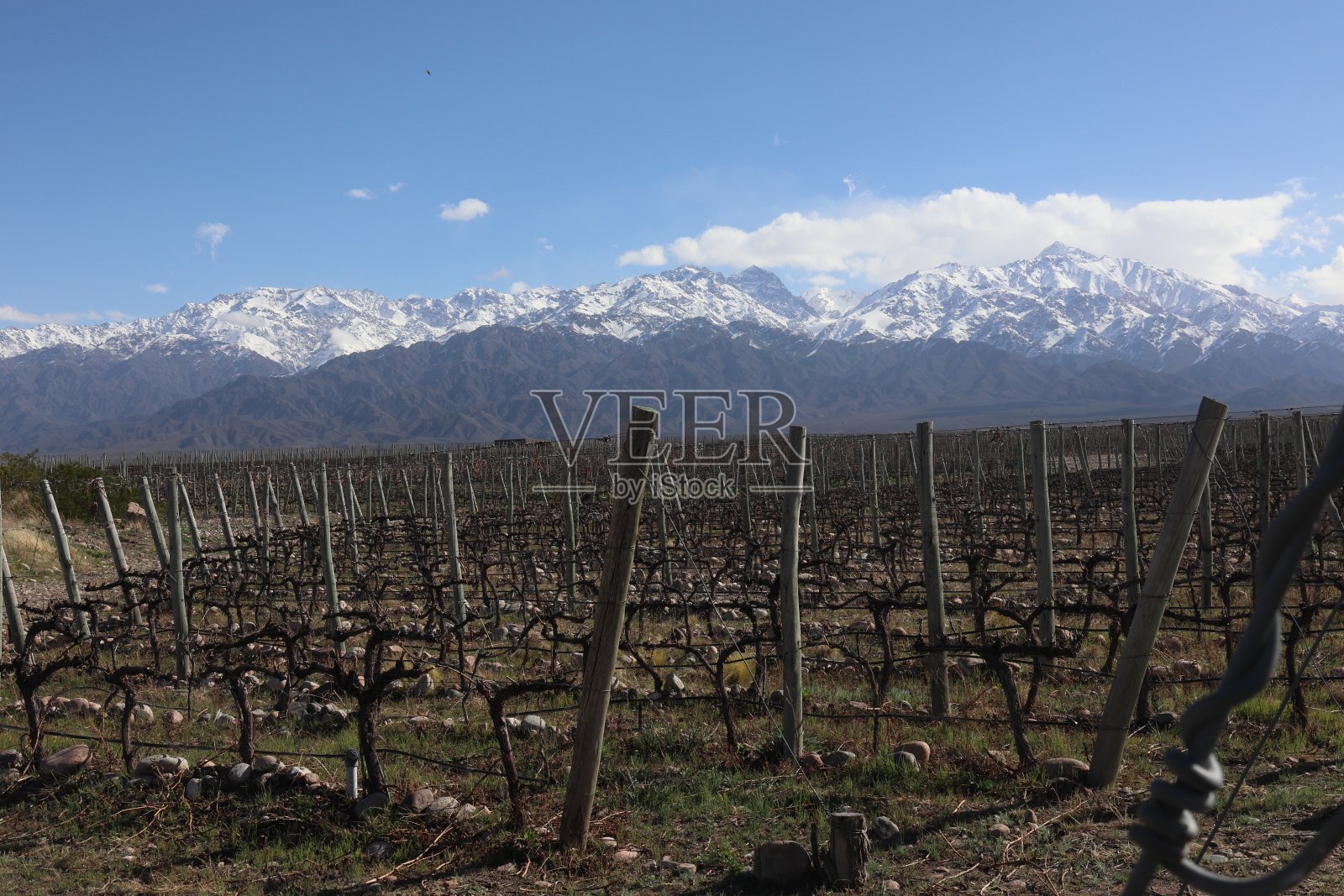 图努扬门多萨的葡萄园以安第斯山脉为背景照片摄影图片