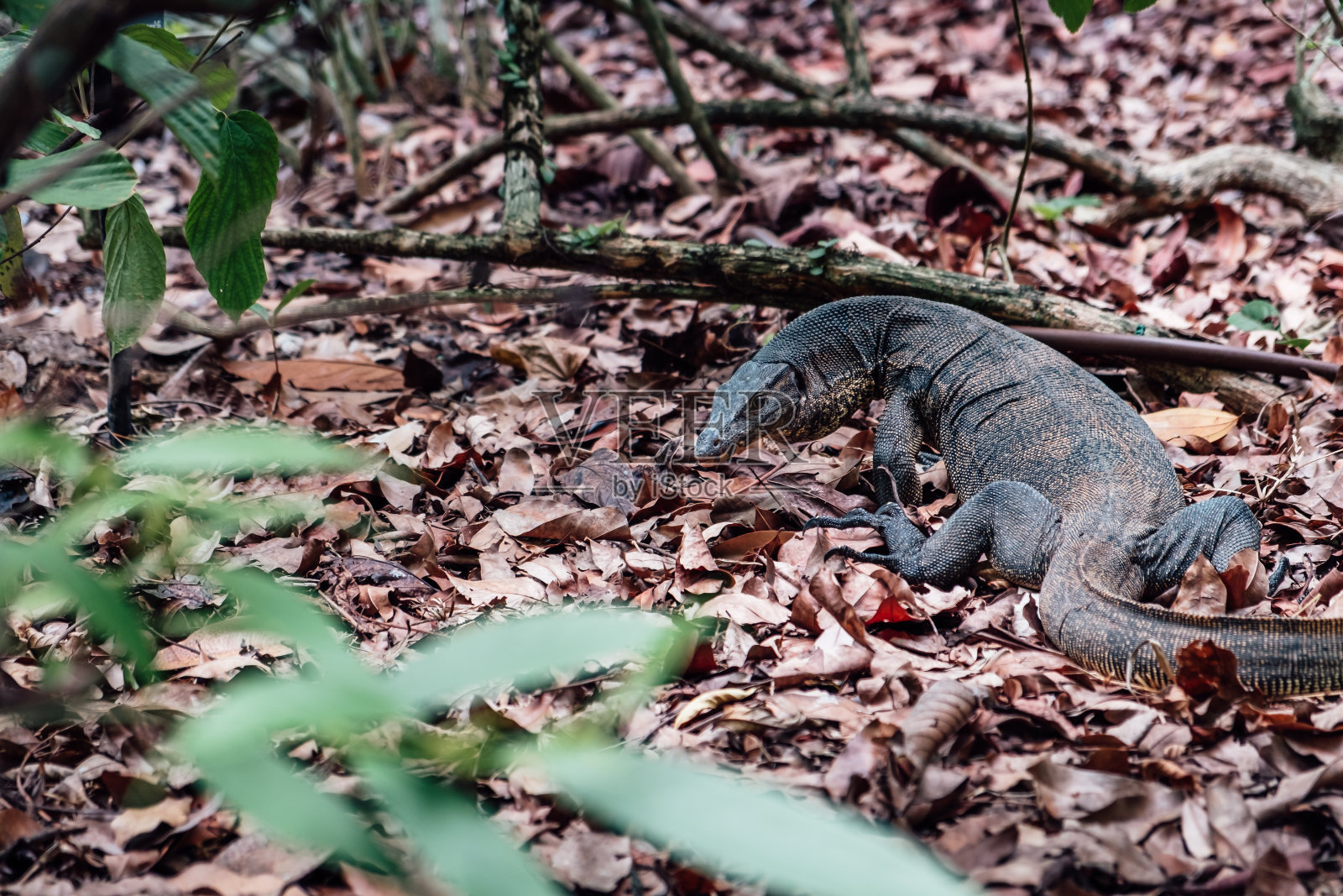 一只藏在茂密的草木中的狼照片摄影图片
