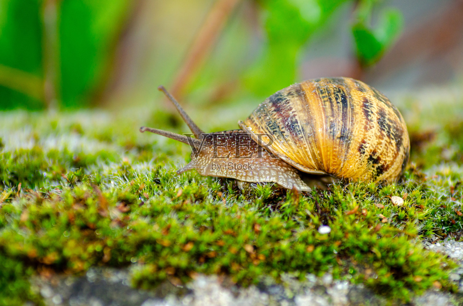 花园蜗牛在苔藓与散焦背景照片摄影图片