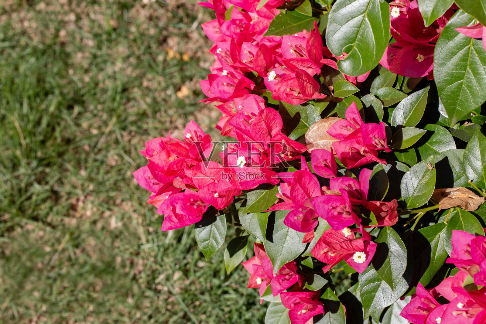 九重葛灌木的照片与粉红色的花和草的背景。照片摄影图片