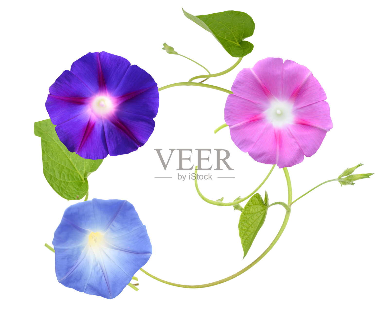 有藤蔓和叶子的牵牛花照片摄影图片