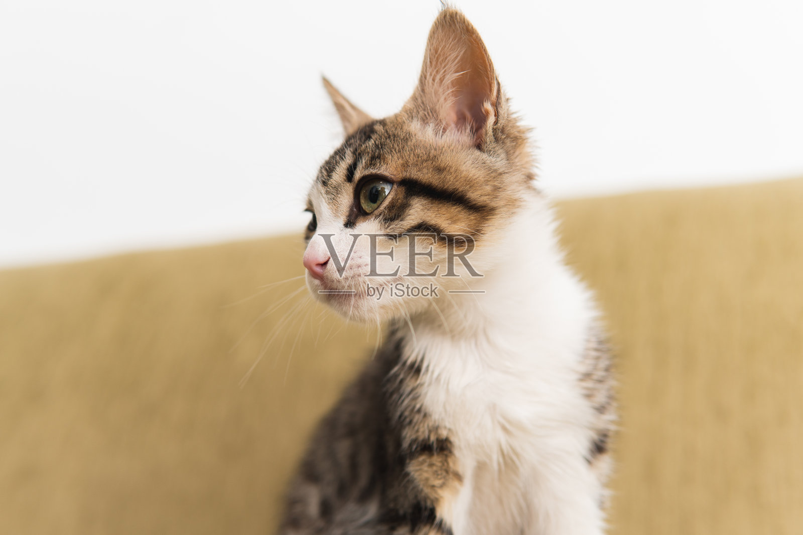 家庭环境中的虎斑猫特写照片摄影图片