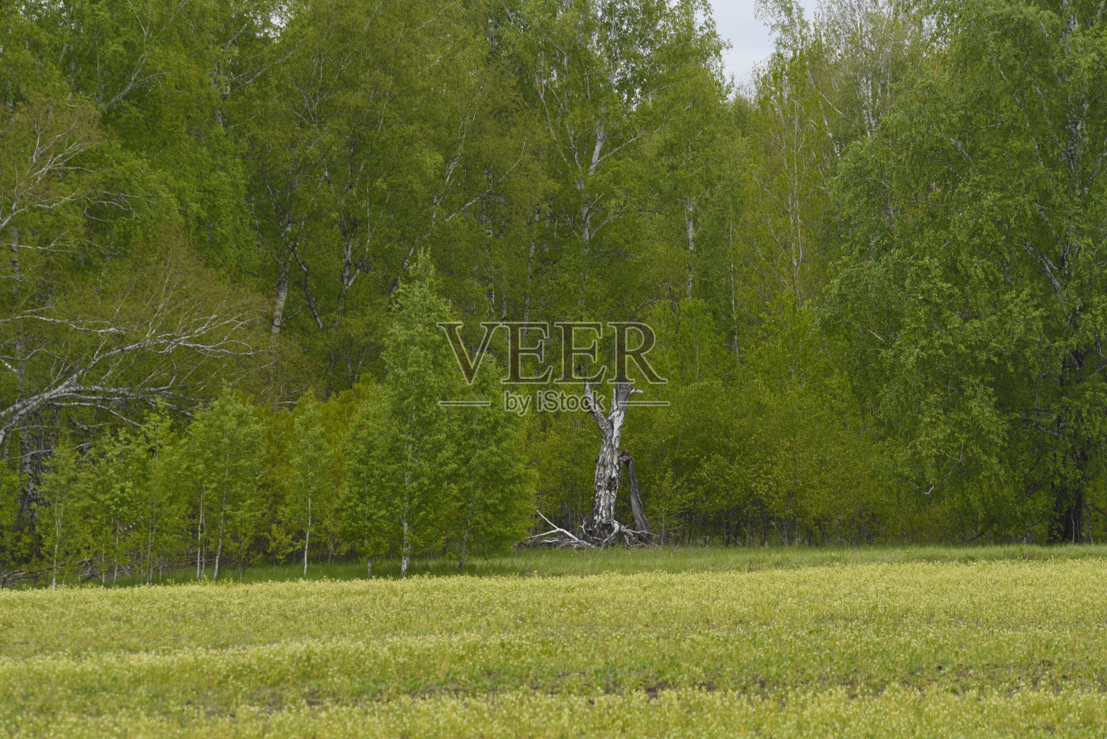 森林附近的一片绿色田野。春天的风景。农村。照片摄影图片
